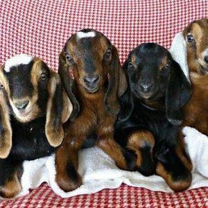 Meet your Posher, Onna